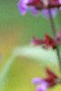 Salvia officinalis, flowers
