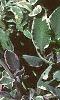 Salvia officinalis 'Tricolor', leaves