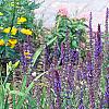 Salvia x superba 'May Night', habit