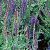 Salvia x superba 'May Night', habit