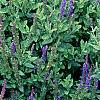 Salvia x superba 'May Night', habit