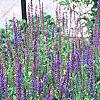 Salvia x superba 'May Night', habit