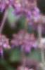 Salvia verticillata 'Purple Rain', flowers