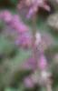 Salvia verticillata 'Purple Rain', flowers