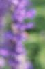 Salvia 'Vista Lavender', flowers