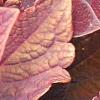 Solenostemon 'Colorblaze Marooned', leaves
