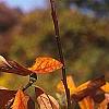 Sassafras albidum, fall color