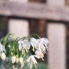 Allium cernuum, flowers