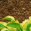 Hosta 'Atlantis', habit