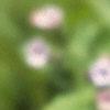 Muscari armeniacum, flowers