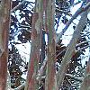 Lagerstroemia indica, bark