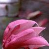 Magnolia 'Ann', flowers