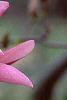 Magnolia 'Ann', flowers