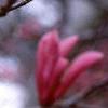 Magnolia 'Ann', flowers