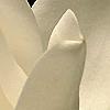 Magnolia grandiflora, flowers