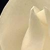 Magnolia grandiflora, flowers