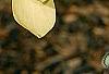 Magnolia 'Gold Star', flowers