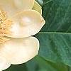 Magnolia hypoleuca, flowers
