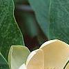 Magnolia hypoleuca, flowers