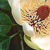 Magnolia hypoleuca, flowers