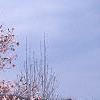 Magnolia kobus var. loebneri 'Leonard Messei', habit