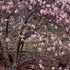 Magnolia kobus var. loebneri 'Leonard Messei', habit