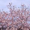 Magnolia kobus var. loebneri 'Leonard Messei', habit