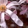Magnolia kobus var. loebneri 'Leonard Messei', flowers