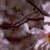 Magnolia kobus var. loebneri 'Leonard Messei', flowers