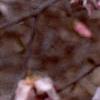 Magnolia kobus var. loebneri 'Leonard Messei', flowers