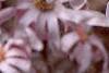 Magnolia kobus var. loebneri 'Leonard Messei', flowers