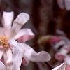 Magnolia kobus var. loebneri 'Leonard Messei', flowers
