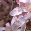 Magnolia kobus var. loebneri 'Leonard Messei', flowers