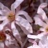Magnolia kobus var. loebneri 'Leonard Messei', flowers