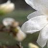 Magnolia kobus var. loebneri 'Spring Snow', flowers