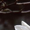 Magnolia kobus var. loebneri 'Spring Snow', flowers