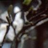Magnolia kobus var. loebneri 'Spring Snow', flowers