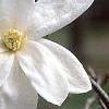 Magnolia kobus var. loebneri 'Spring Snow', flowers