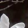 Magnolia kobus var. loebneri 'Spring Snow', flowers