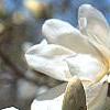 Magnolia kobus var. loebneri 'Spring Snow', flowers