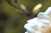 Magnolia kobus var. loebneri 'Spring Snow', flowers