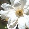 Magnolia kobus var. loebneri 'Spring Snow', flowers