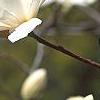 Magnolia kobus var. loebneri 'Spring Snow', flowers