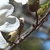 Magnolia kobus var. loebneri 'Spring Snow', flowers