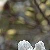 Magnolia kobus var. loebneri 'Spring Snow', flowers