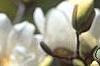 Magnolia kobus var. loebneri 'Spring Snow', flowers