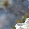 Magnolia kobus var. loebneri 'Spring Snow', flowers