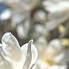 Magnolia kobus var. loebneri 'Spring Snow', flowers