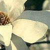Magnolia kobus var. loebneri, flowers