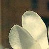 Magnolia kobus var. loebneri, flowers